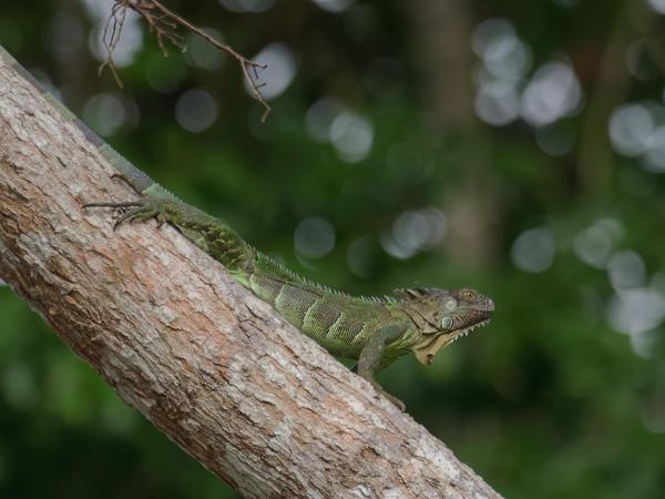 <h3><a href="/trips/costa-rica/biota/animalia/chordata/squamata/iguanidae/iguana iguana/iguana iguana-nl.html">Iguana&nbsp;iguana</a> / Green&nbsp;iguana / Groene&nbsp;leguaan</h3>OM-1 Mark II met M.300mm F4.0 + MC-14, 1/2000 sec  bij F5.6, ISO 5000, afstand 44.0&nbsp;m